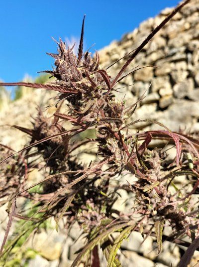 Buds & bugs outdoor pics collection