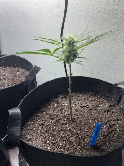 giftingrehoming-cannabis-plants-autos-and-photoperiod-14.jpeg