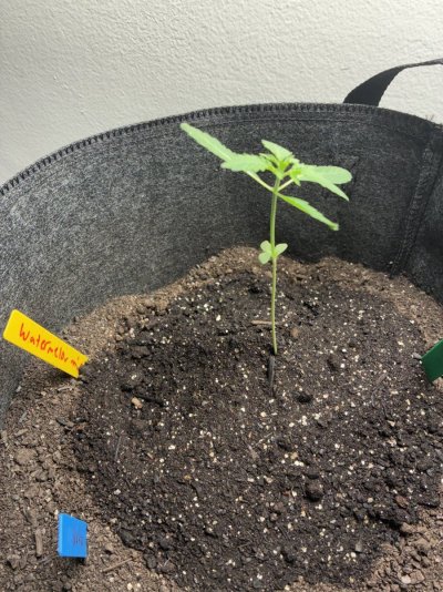 hello-all-im-a-new-grower-with-extensive-knowledge-and-amazing-grows-interested-in-networking...jpeg
