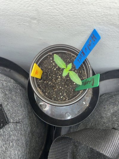 hello-all-im-a-new-grower-with-extensive-knowledge-and-amazing-grows-interested-in-networking...jpeg