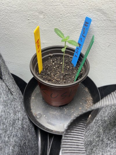 hello-all-im-a-new-grower-with-extensive-knowledge-and-amazing-grows-interested-in-networking...jpeg