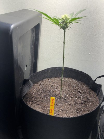hello-all-im-a-new-grower-with-extensive-knowledge-and-amazing-grows-interested-in-networking...jpeg