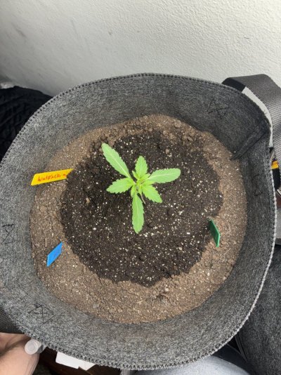 giftingrehoming-cannabis-plants-autos-and-photoperiod-3.jpeg