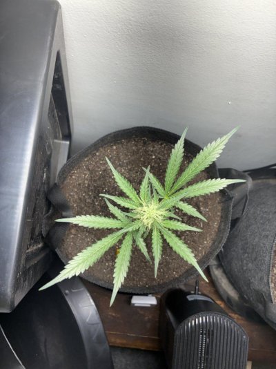 giftingrehoming-cannabis-plants-autos-and-photoperiod-9.jpeg
