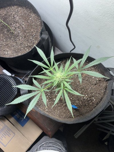 giftingrehoming-cannabis-plants-autos-and-photoperiod-10.jpeg
