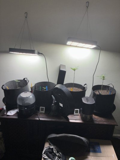 giftingrehoming-cannabis-plants-autos-and-photoperiod-12.jpeg