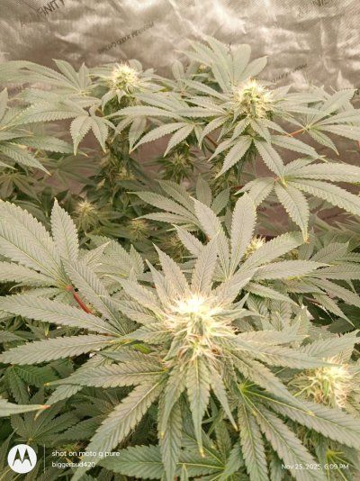 Dutch passion strawberry cough fast flowers