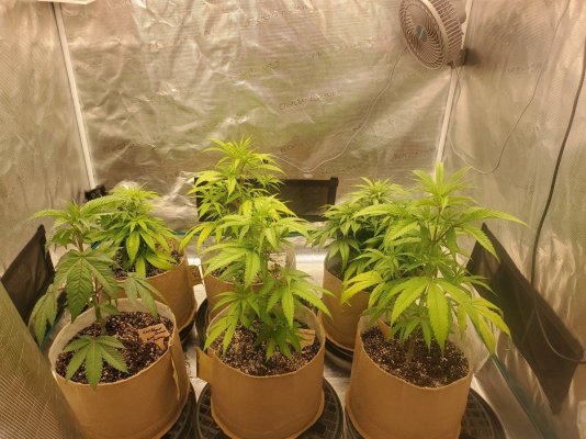 Plants not drinking water, please help