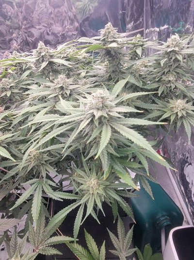 12-12 from seed community journal