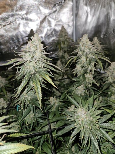 Humboldt Blueberry Muffin - day 58 of flower...I don't want to harvest too early