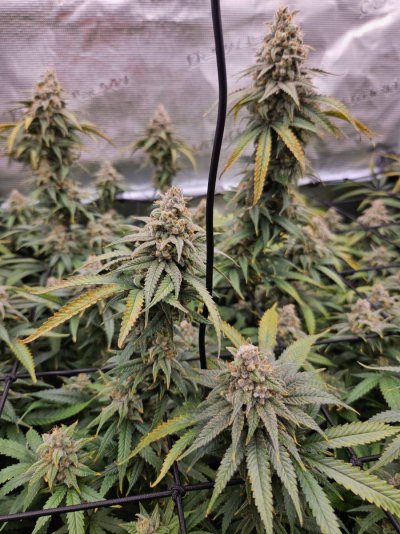 Humboldt Blueberry Muffin - day 58 of flower...I don't want to harvest too early