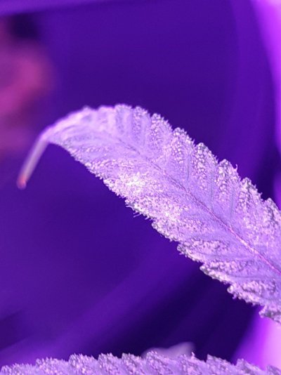 fungus-or-trichomes--please-help-me-diagnose-this-asap-2.jpg