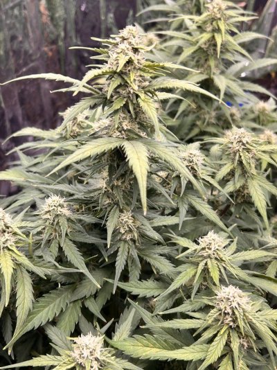 first-grow-in-flower-second-seedlings---lessons-learned-and-soliciting-beginner-advice-3.jpeg