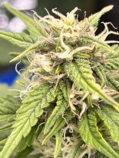 first-grow-in-flower-second-seedlings---lessons-learned-and-soliciting-beginner-advice-5.jpeg