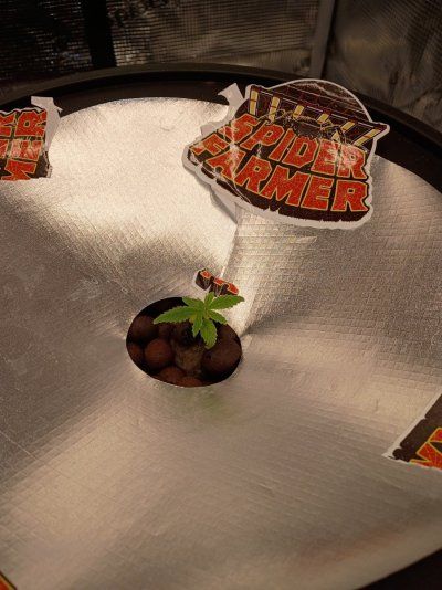 1st time growing dwc and grow tent