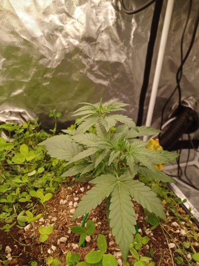 Question on transplanting and fking up