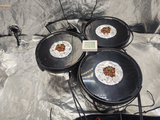 diy-dwc-grow-zours-x-bubblegum--white-runtz.jpg