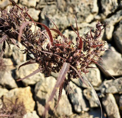 Buds & bugs outdoor pics collection