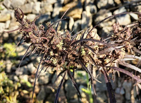 Buds & bugs outdoor pics collection