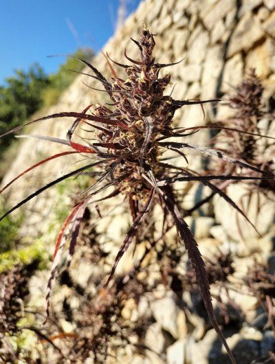 Buds & bugs outdoor pics collection