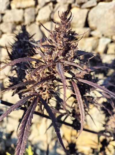 Buds & bugs outdoor pics collection