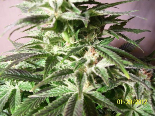 blueberry-diesel-pic-update1-29-12-6.jpg