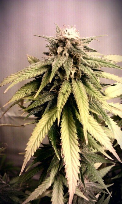 IMAG0713-1-1.jpg