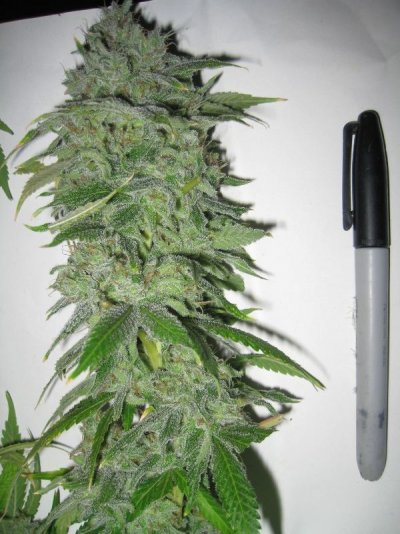 Green crack x lemonade Kush and green crack x alien Kush f2 pheno hunt