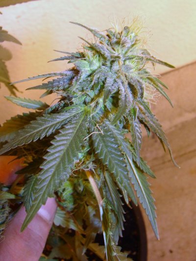 og_kush_SAC3_4.JPG