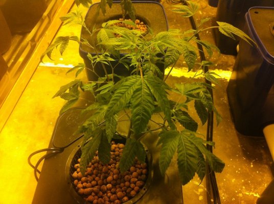 monkeys-uc-and-organic-grow-5.jpg