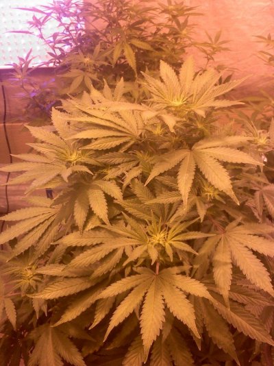 Flower day 10  1-31-12 pic 7.jpg
