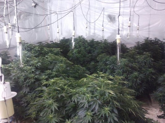 This album is dedicated to all the haters and nay sayers ... 12 Plant 16K