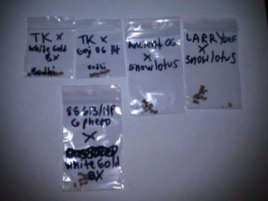 skunkmasterflex's mad jungle of strains grow diary