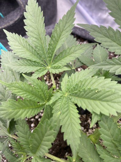 20 Days Grow. Any proposals guys?