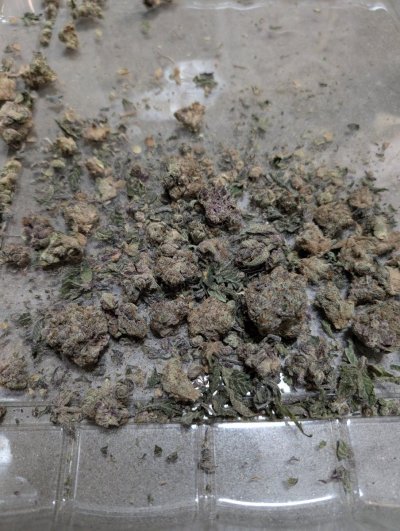 Maui wowie cut and dried and sampled but I have questions.