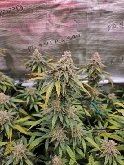 Humboldt Blueberry Muffin - day 58 of flower...I don't want to harvest too early