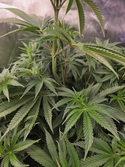 Doing a run of Hot Purple Pebbles by SoFem and a couple Grape Ape by Royal Queen