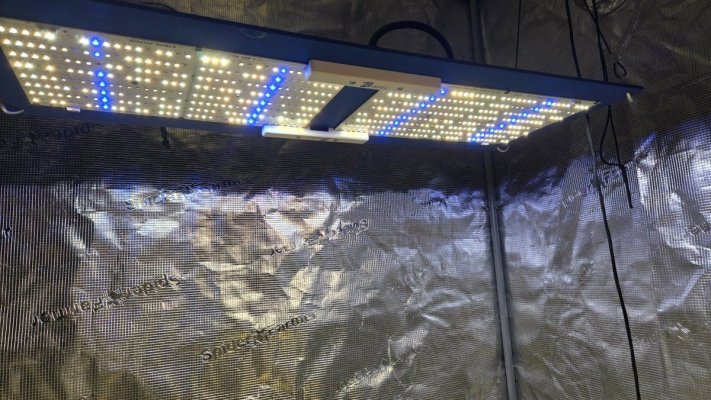 HLG 300L Bspec lighting recommendations?