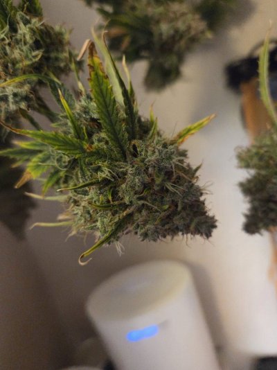 Doing a run of Hot Purple Pebbles by SoFem and a couple Grape Ape by Royal Queen