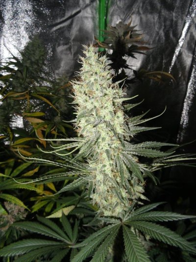 THE TRAINWRECK. Brought to you by thcfarrmer…..