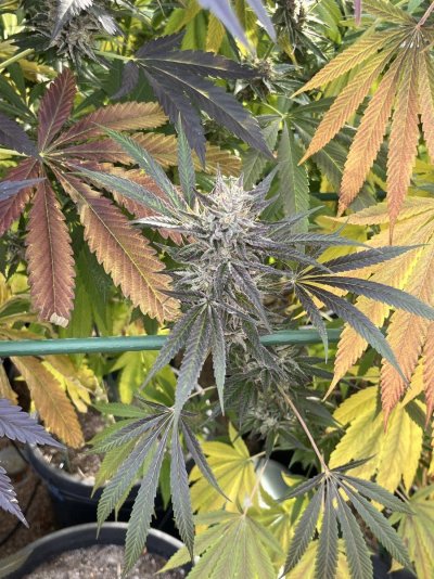 Let's See Your Frostiest Flowers