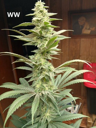 2025 Fall/Winter Indoor/Outdoor Grow