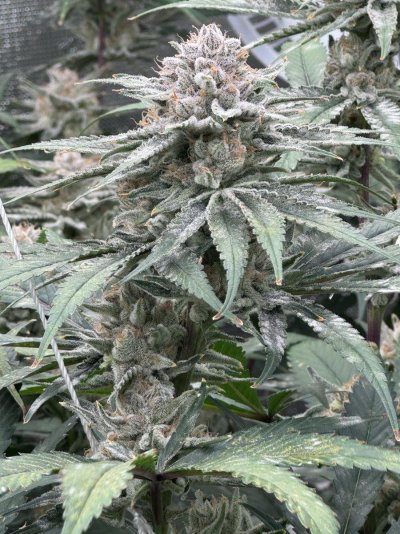Khalifa Mints - Compound Genetics.