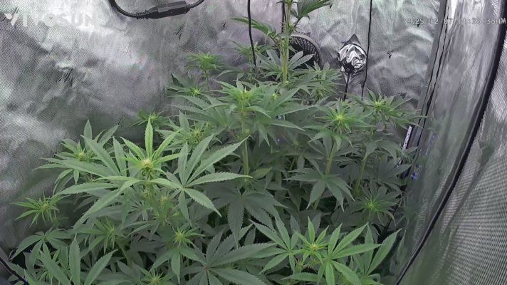 Doing a run of Hot Purple Pebbles by SoFem and a couple Grape Ape by Royal Queen