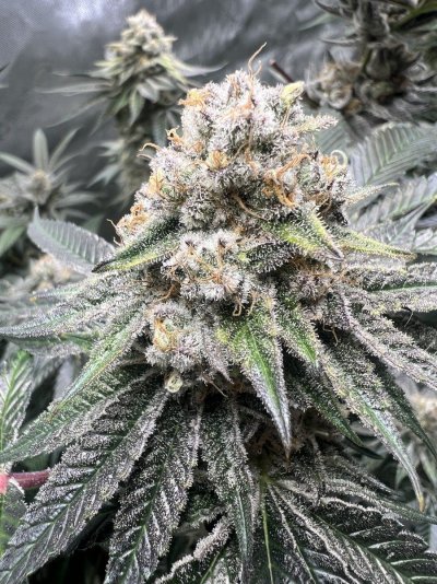 Let's See Your Frostiest Flowers