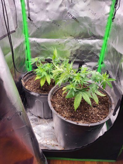3rd Generation Cross - Mystery/Goldengate Haze/Agent Orange