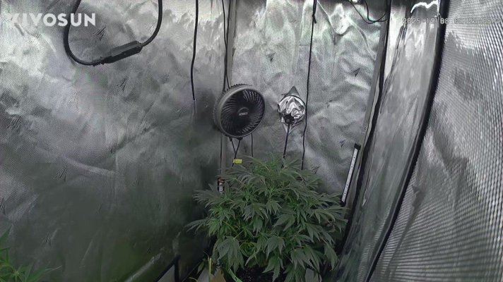 Doing a run of Hot Purple Pebbles by SoFem and a couple Grape Ape by Royal Queen