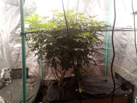 7Munkee's Perpetual Organics and Earthboxes
