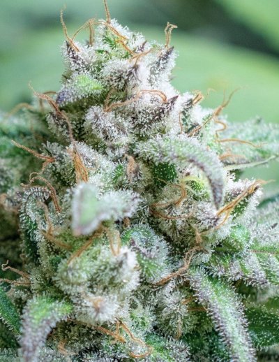 Let's See Your Frostiest Flowers