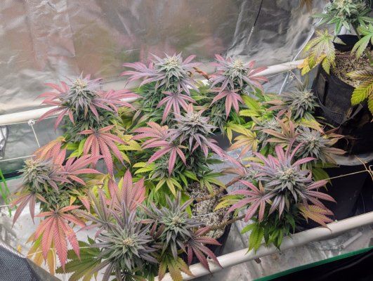 What's your thoughts on harvest times